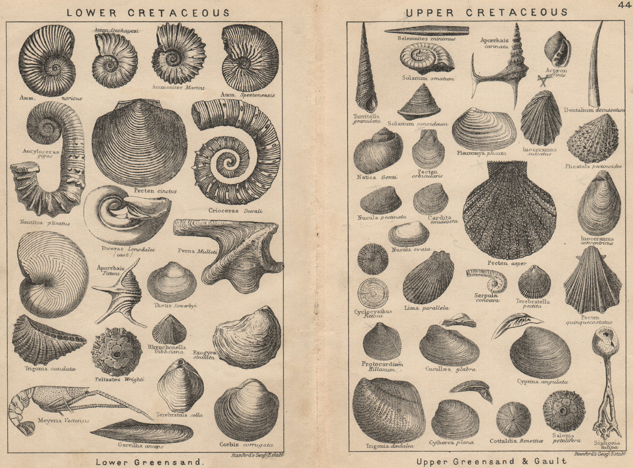 BRITISH FOSSILS. Lower Cretaceous. Upper Cretaceous. STANFORD 1913 old print